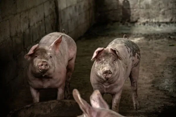 Nowy przypadek ASF w powiecie wieluńskim – komunikat służb weterynaryjnych