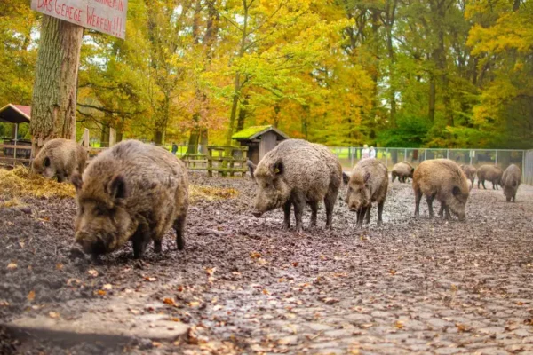 Wakacje zwiększają ryzyko ASF – apel do hodowców i turystów